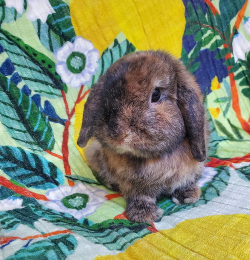 Gints, a rabbit for adoption from Los Angeles Rabbit Foundation