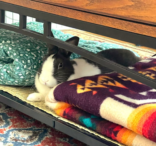 Hershey, a rabbit for adoption from Los Angeles Rabbit Foundation