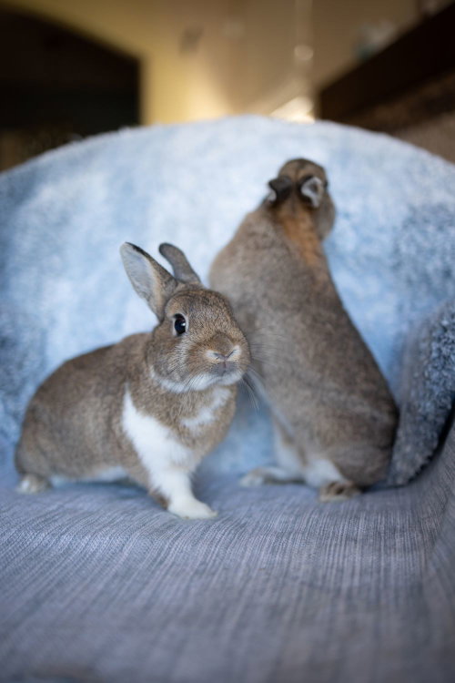 Pippen, a rabbit for adoption from Los Angeles Rabbit Foundation