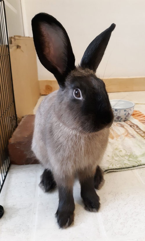 Penelope, a rabbit for adoption from Los Angeles Rabbit Foundation