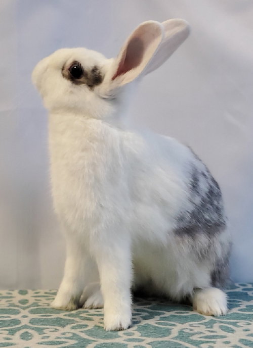 Pebbles, a rabbit for adoption from Los Angeles Rabbit Foundation