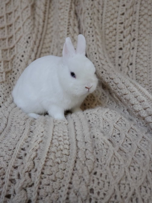 Piglet, a rabbit for adoption from Los Angeles Rabbit Foundation