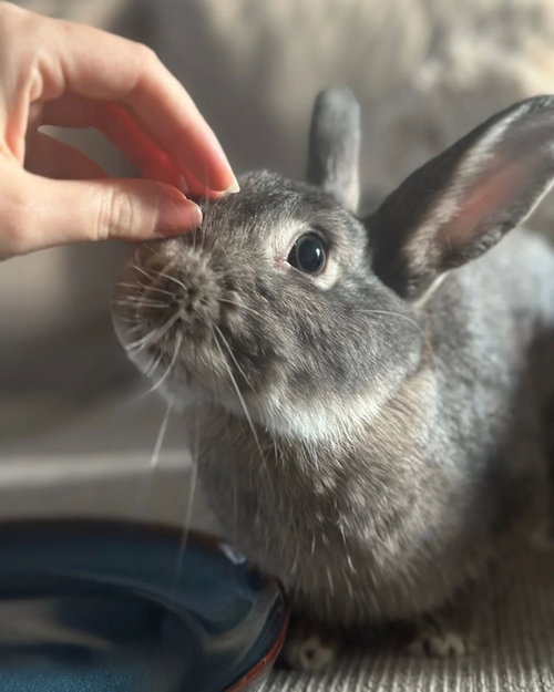 Soba, a rabbit for adoption from Los Angeles Rabbit Foundation