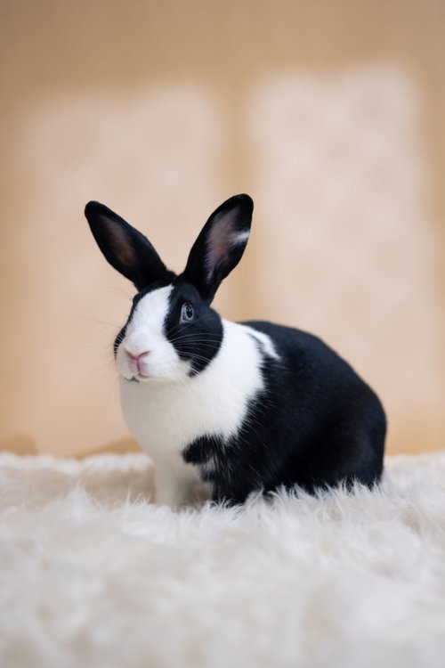 Zuri, a rabbit for adoption from Los Angeles Rabbit Foundation