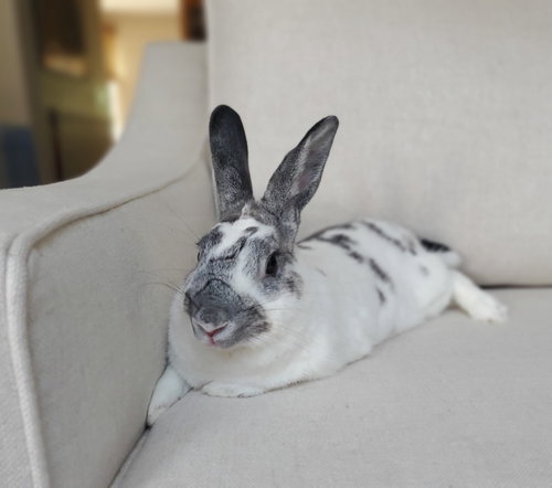 Marble, a rabbit for adoption from Los Angeles Rabbit Foundation