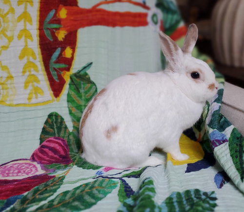 Snapdragon, a rabbit for adoption from Los Angeles Rabbit Foundation