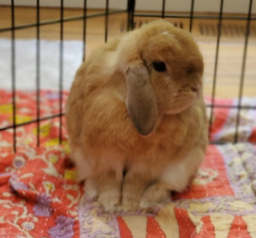 Chickpea, a rabbit for adoption from Los Angeles Rabbit Foundation