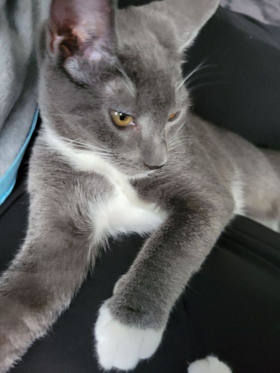Cats for Adoption in Longview, Washington Alpha Paw