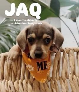 Jaq