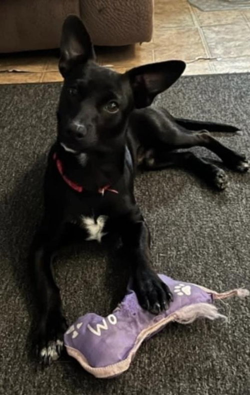Roo