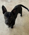 Roo