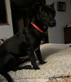 Roo