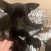 Roo