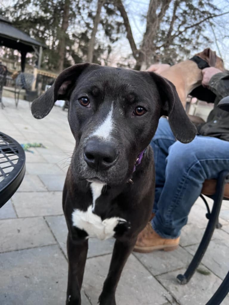 adoptable Dog in Paramus, NJ named Leonard Skynard