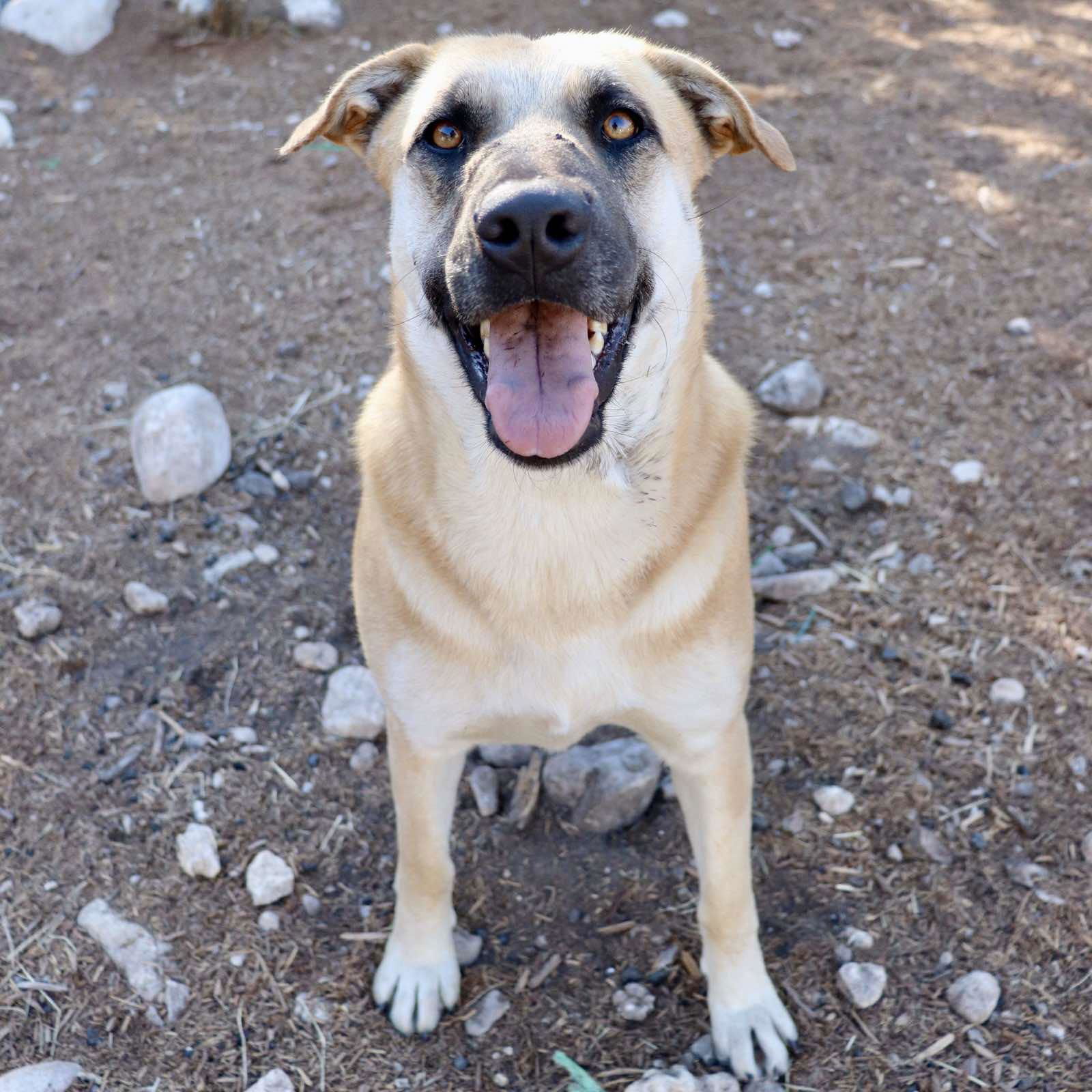 adoptable Dog in Paramus, NJ named Holly Berry