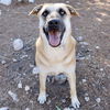 adoptable Dog in  named Holly Berry
