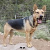 adoptable Dog in  named Delilah
