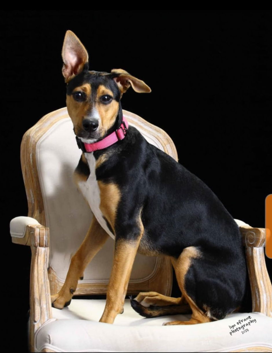 adoptable Dog in Paramus, NJ named Pancake