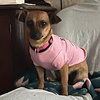 Diva
