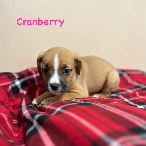 Cranberry