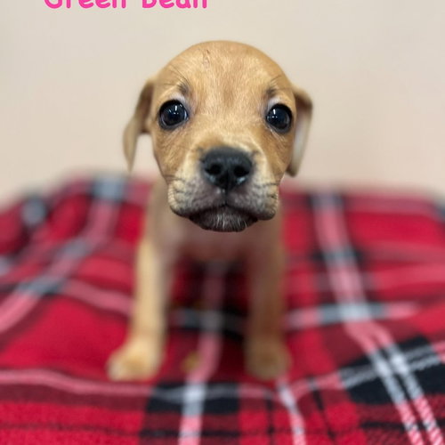 Green Bean