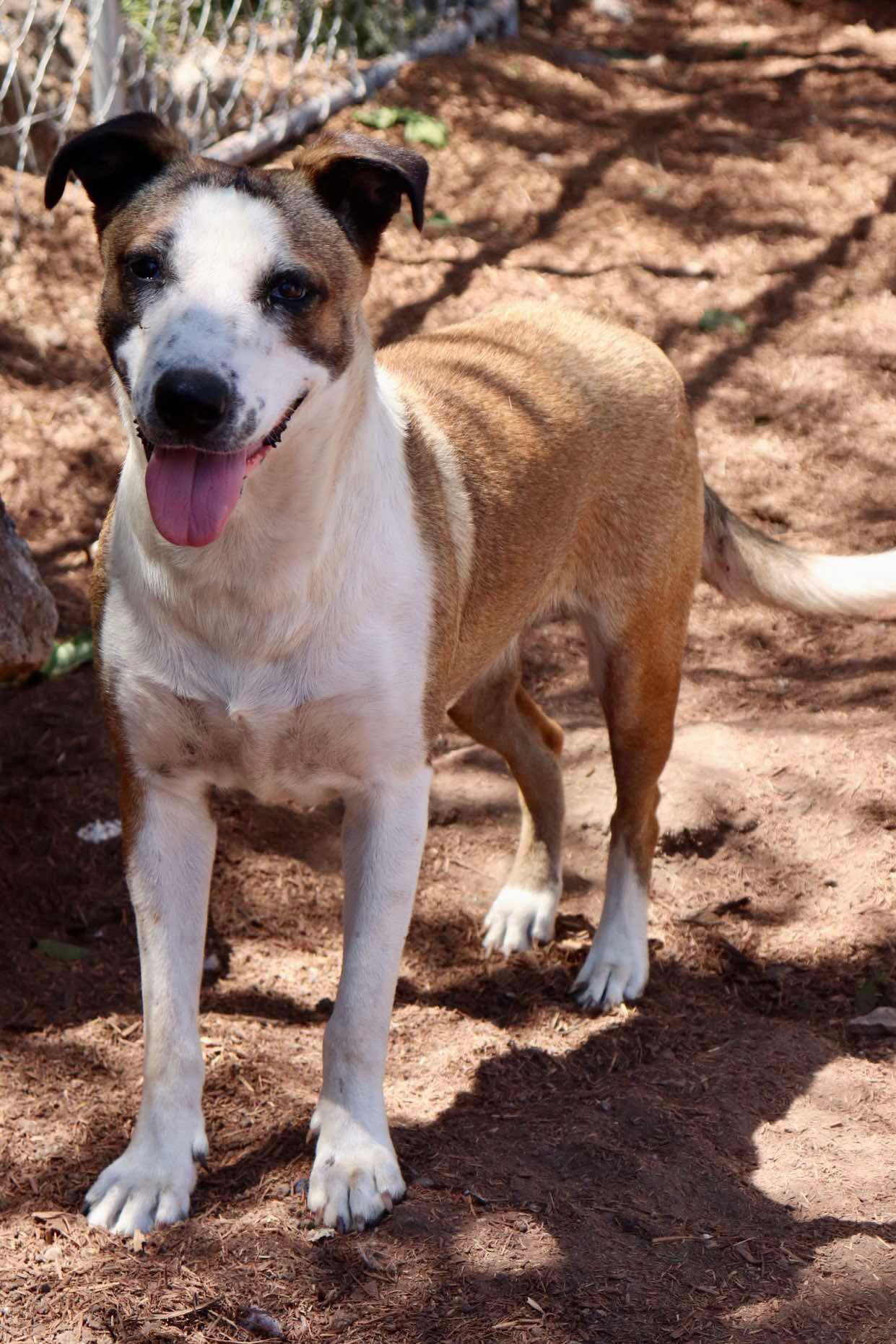adoptable Dog in Paramus, NJ named Carmela