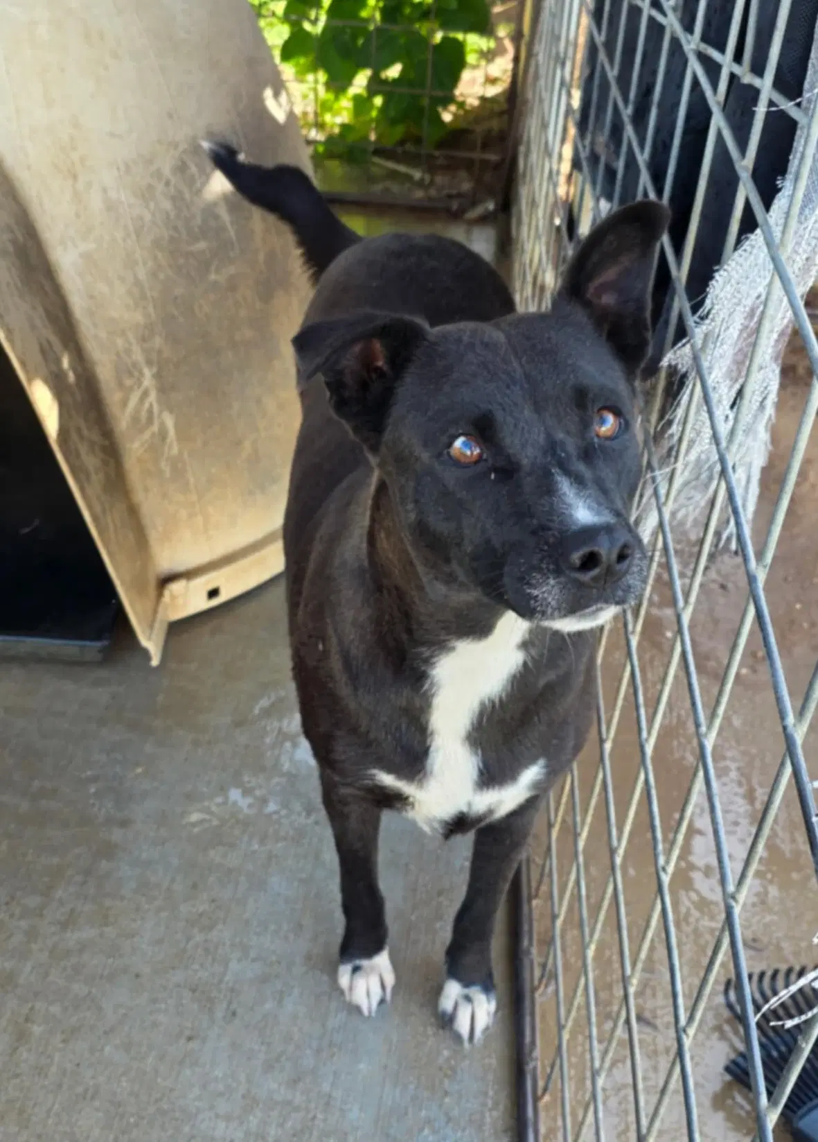 China - American Staffordshire Terrier