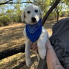 Wrangler