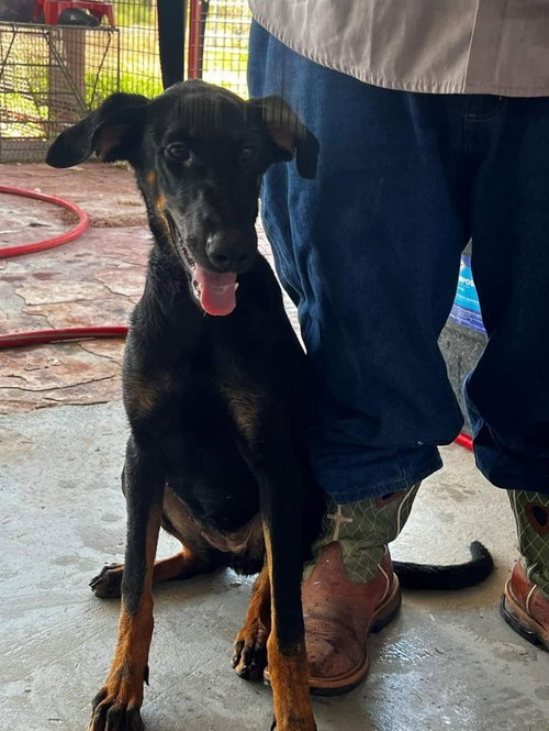 Female Doberman