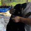 Female Doberman