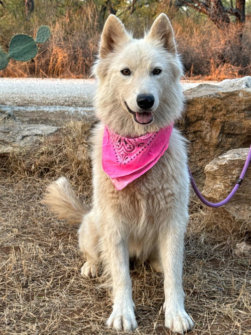 Paloma
