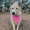 Paloma