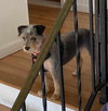 Darla