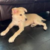 Cooper