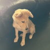 Cooper
