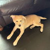 Cooper