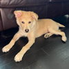 Cooper