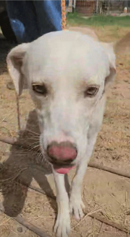 Hugo
