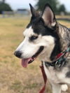adoptable Dog in paramus, NJ named Suki