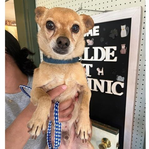 Adopted -Pablo