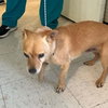 Adopted -Pablo