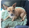 Adopted -Pablo