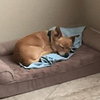 Adopted -Pablo