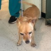 Adopted -Pablo