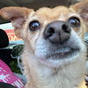 Adopted -Pablo
