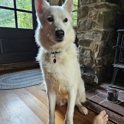 Pending Adoption - Ivory
