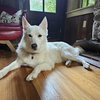 Pending Adoption - Ivory