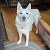 Pending Adoption - Ivory
