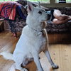 Pending Adoption - Ivory