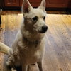 Pending Adoption - Ivory
